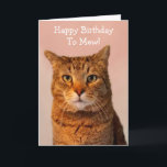 Cat Jokes Funny Birthday Kort<br><div class="desc">Klassisk katt humor med ett sött bild av en tiger kattunge. Fin skrattar för roligt på födelsedagen. Tack för tittar och hopp! Photo ©Christine Greenspan</div>