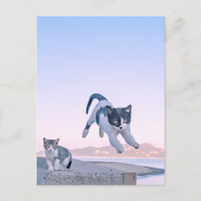 cat jump postcard vykort (Framsida)