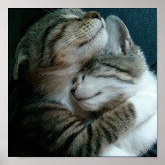 Cat kärlek poster