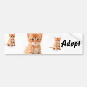 Cat Kitten Hund Adopt Bumper Sticker Bildekal