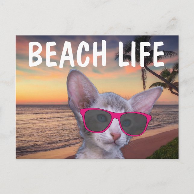 CAT KITTEN PÅ BEACH SUGLASSES-vykort Vykort (Framsida)