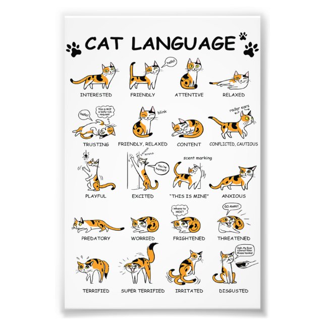Cat Language, LUNT Kitten, Kärlek Cat Gift Idea Fototryck (Framsidan)
