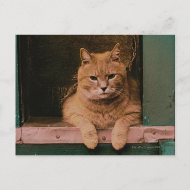 Cat Leans på Windows sill Vykort (Framsida)