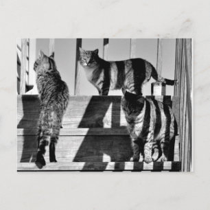 Cat Linjer Vykort