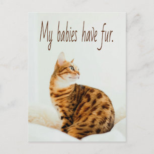 Cat Lover, Cute Kitten Meme, Mitt spädbarn har Päl Vykort