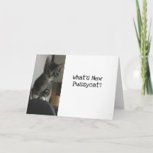 Cat Lover Vad är New Pussycat?Kattunge