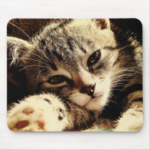 Cat Lovers Musmatta