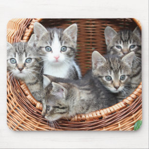 Cat Lovers Musmatta