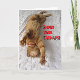 Cat Lovers Pension Kort