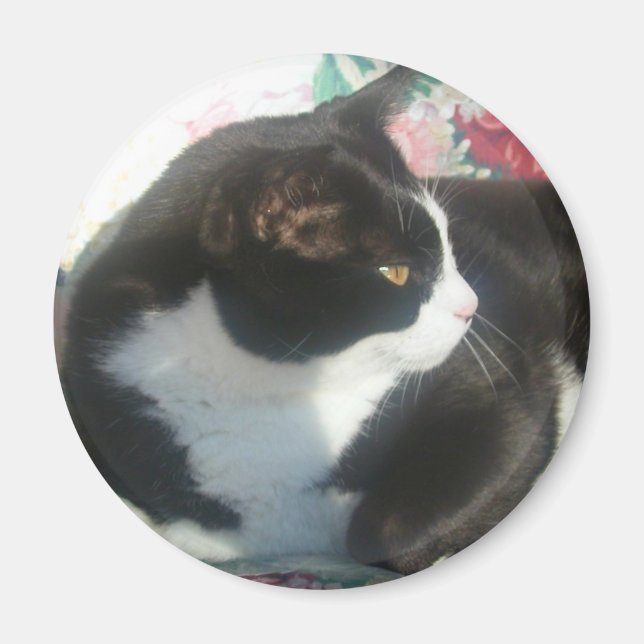 Cat Magmet Magnet (Framsidan)