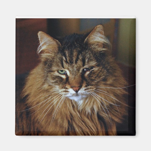 Cat Magnet (Framsidan)