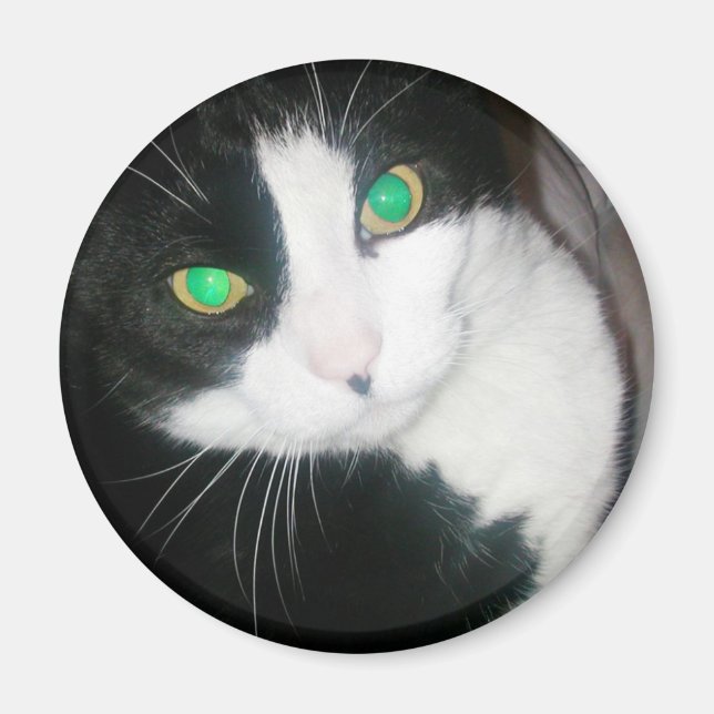 Cat Magnet (Framsidan)