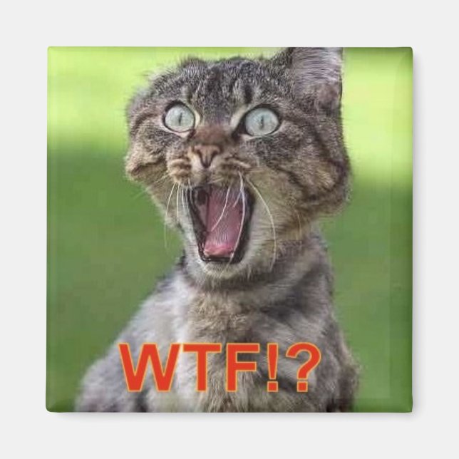 Cat Magnet (Framsidan)