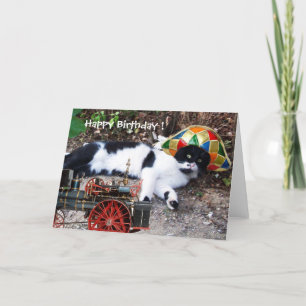 CAT MED HARLEQUIN HAT Grattis på födelsedagen Kort