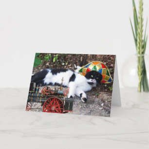 CAT MED HARLEQUIN HAT MED STEAM LOCOMOTIVE KORT