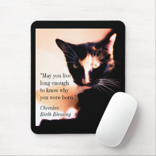 Cat Messenger Musmatta