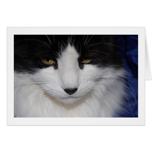 Cat Mörk Öga Hälsningskort (Framsidan Horizontal)