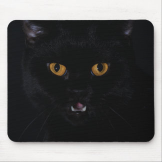 Cat Musmatta