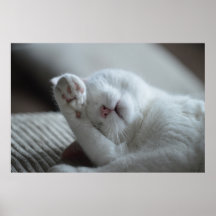 Cat Nap 6 Poster Premium Canvas (Gloss)