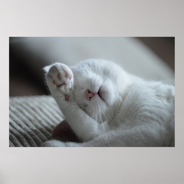 Cat Nap 6 Poster Premium Canvas (Gloss) (Framsidan)