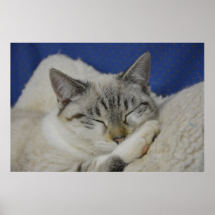 Cat Nap 7 Poster Semi Gloss