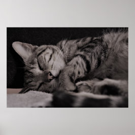 Cat Nap 8 Poster Semi Gloss