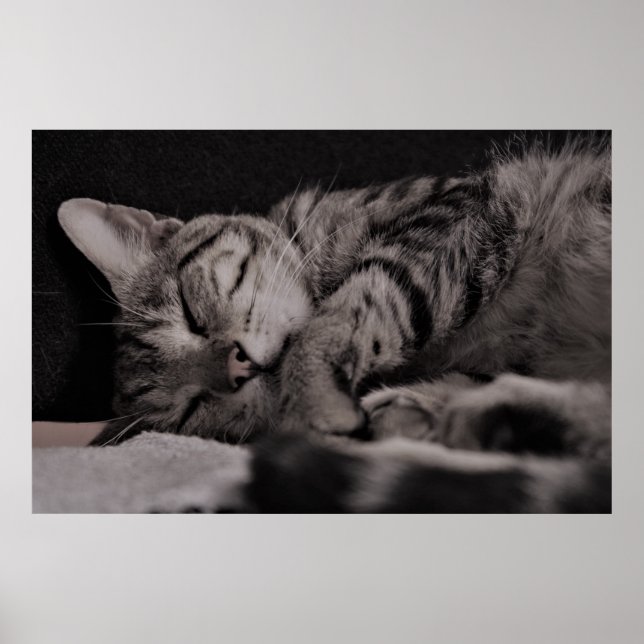 Cat Nap 8 Poster Semi Gloss (Framsidan)