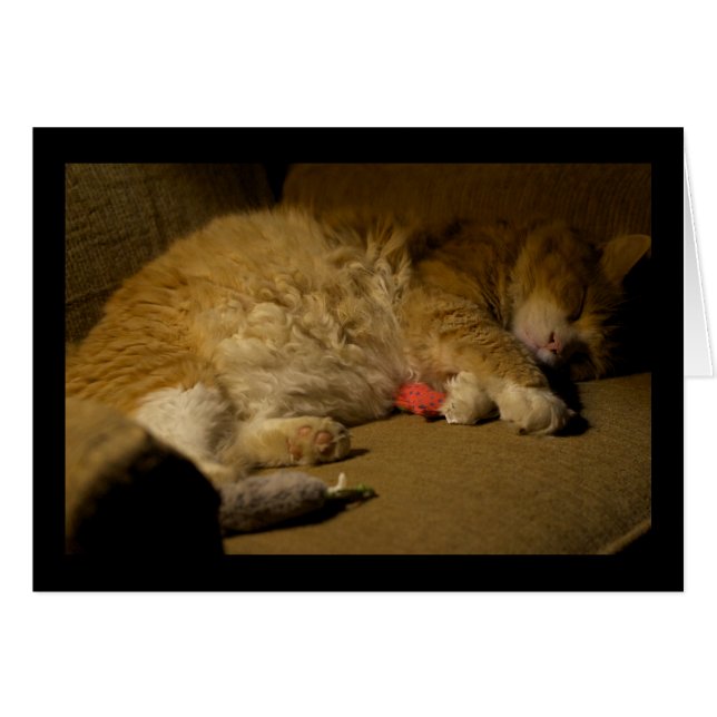 Cat Nap Hälsningskort (Framsidan Horizontal)