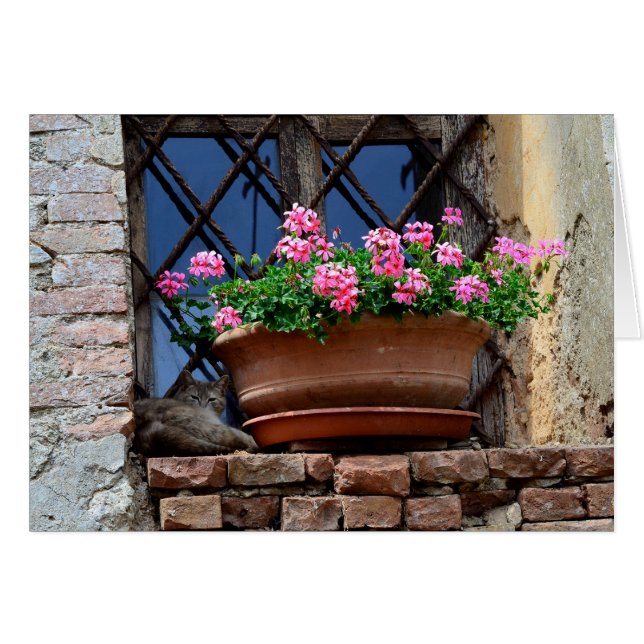 Cat Nap Hälsningskort (Framsidan Horizontal)