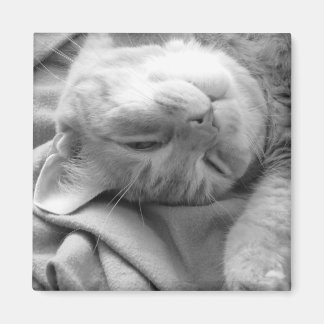 Cat Nap Magnets Magnet