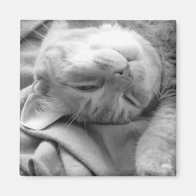 Cat Nap Magnets Magnet (Framsidan)