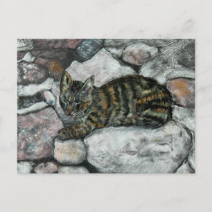 Cat Nap Vykort
