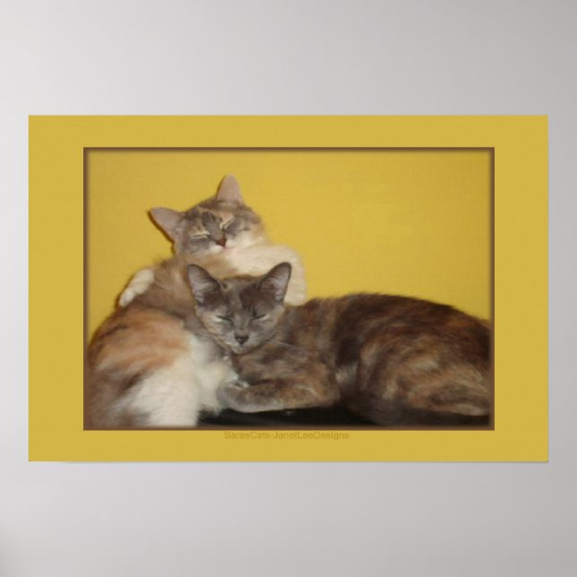 Cat Nappers Poster (Framsidan)