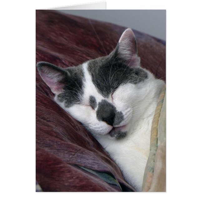Cat Napping Hälsningskort (Framsidan)