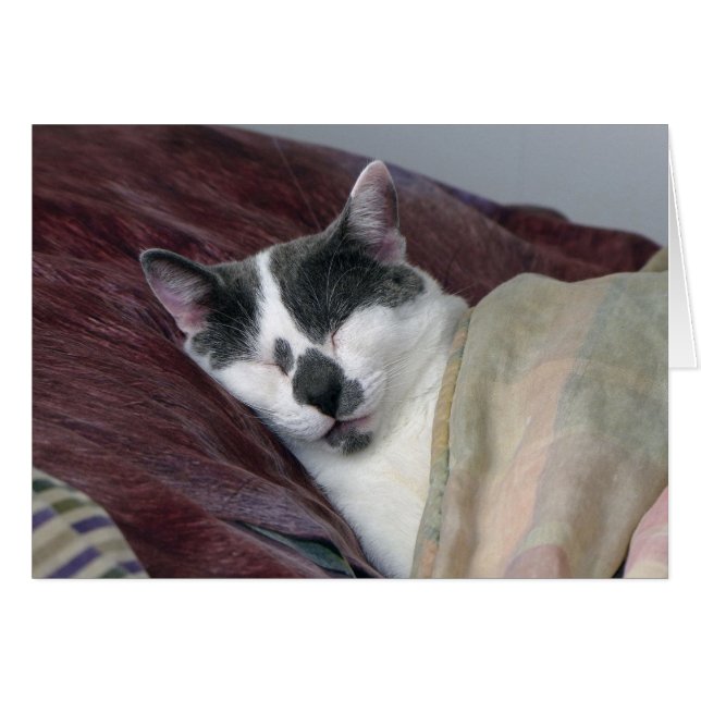 Cat Napping Hälsningskort (Framsidan Horizontal)