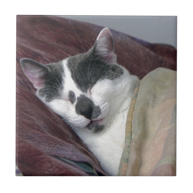 Cat Napping Kakelplatta (Framsidan)