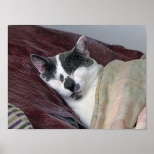 Cat Napping Poster