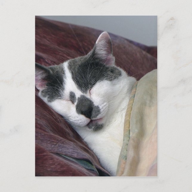 Cat Napping Vykort (Framsida)