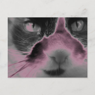 Cat Neon Rosa Vykort