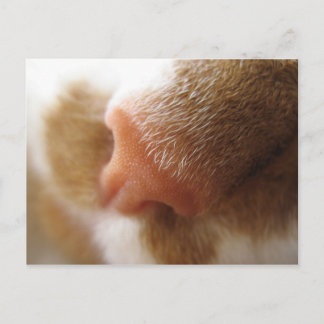 Cat Nose Vykort