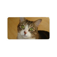 Cat Öga
