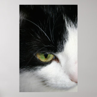 Cat öga closeup poster
