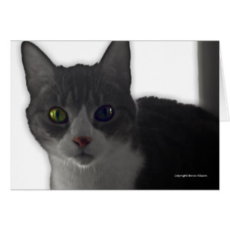 Cat Öga Hälsningskort