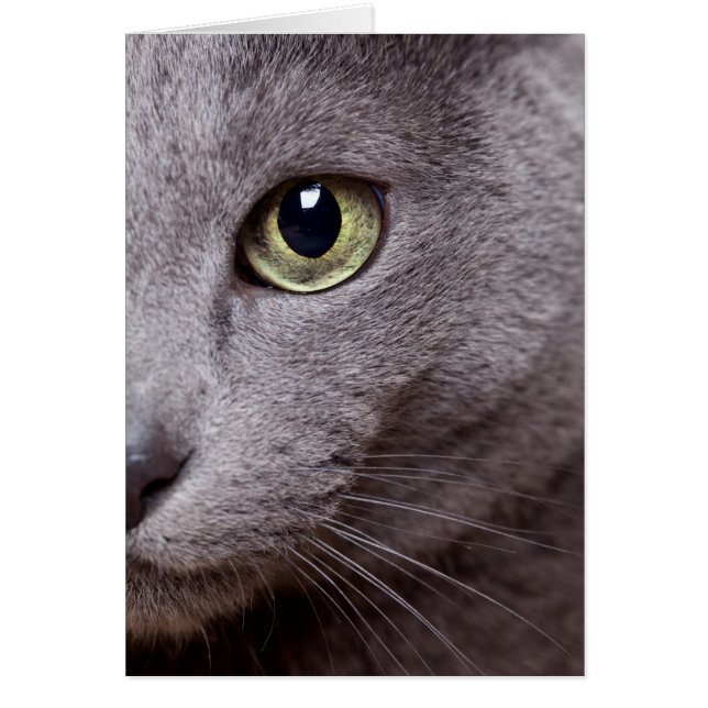 Cat Öga Hälsningskort (Framsidan)
