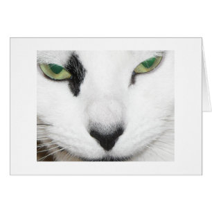 Cat Öga Hälsningskort
