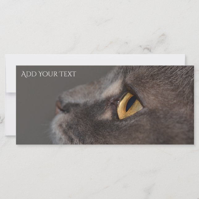 Cat Öga-Macro av Shirley Taylor (Framsida)