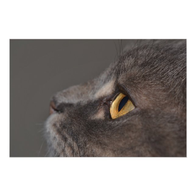 Cat Öga-Macro av Shirley Taylor Fototryck (Framsidan)