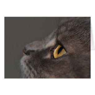 Cat Öga-Macro av Shirley Taylor Hälsningskort