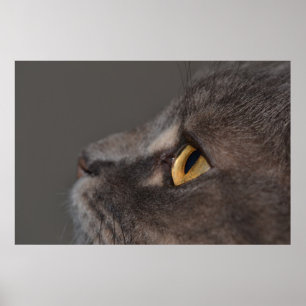 Cat Öga-Macro av Shirley Taylor Poster