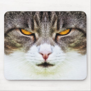 cat öga musmatta